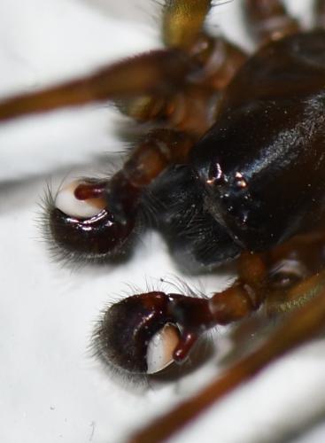 Réf. 247 546 : Amaurobius ferox